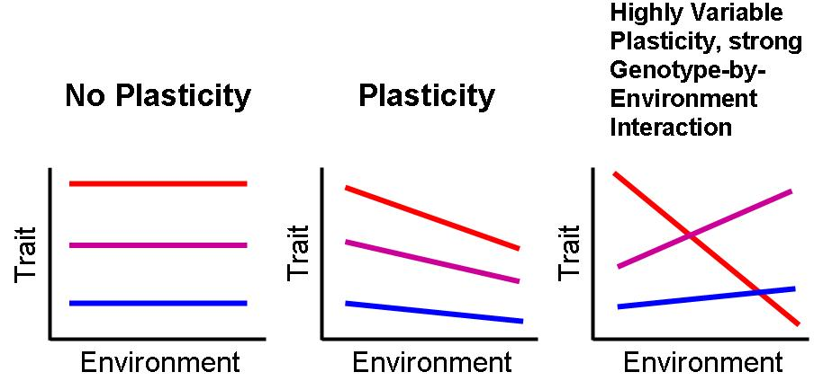 Phenotypic Plasticity graphs 