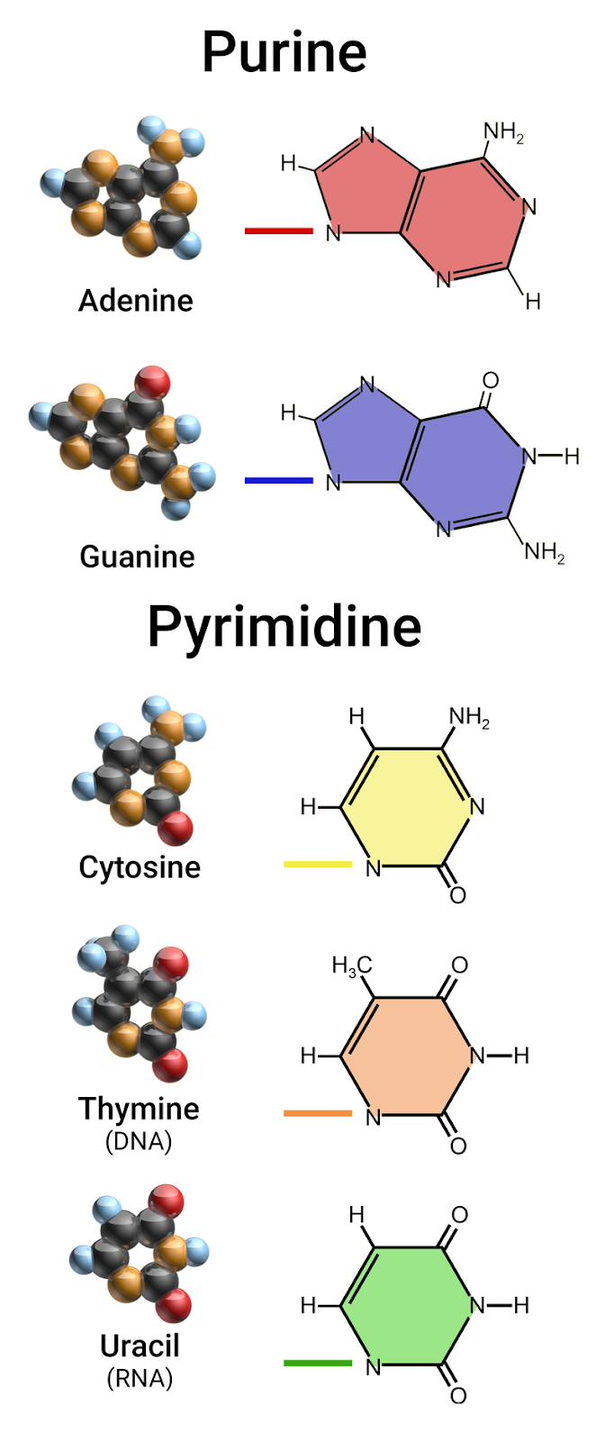 Chemical structures of purines and pyrimidines. 