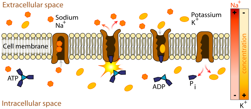 Active transport across the membrane- sodium-potassium pump