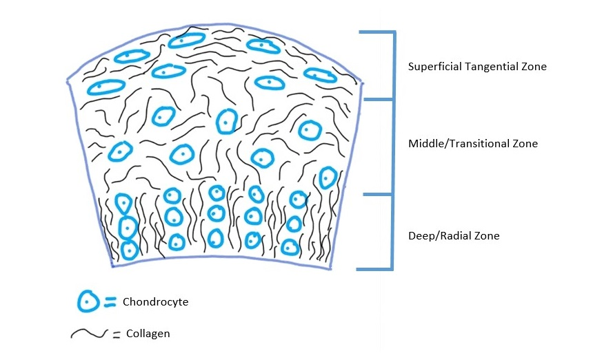 Structure of Cartilage with collagen