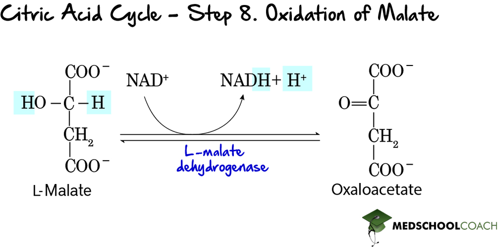 The Krebs cycle/ the citric acid cycle step 8