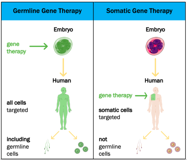 Somatic and Germline Therapy