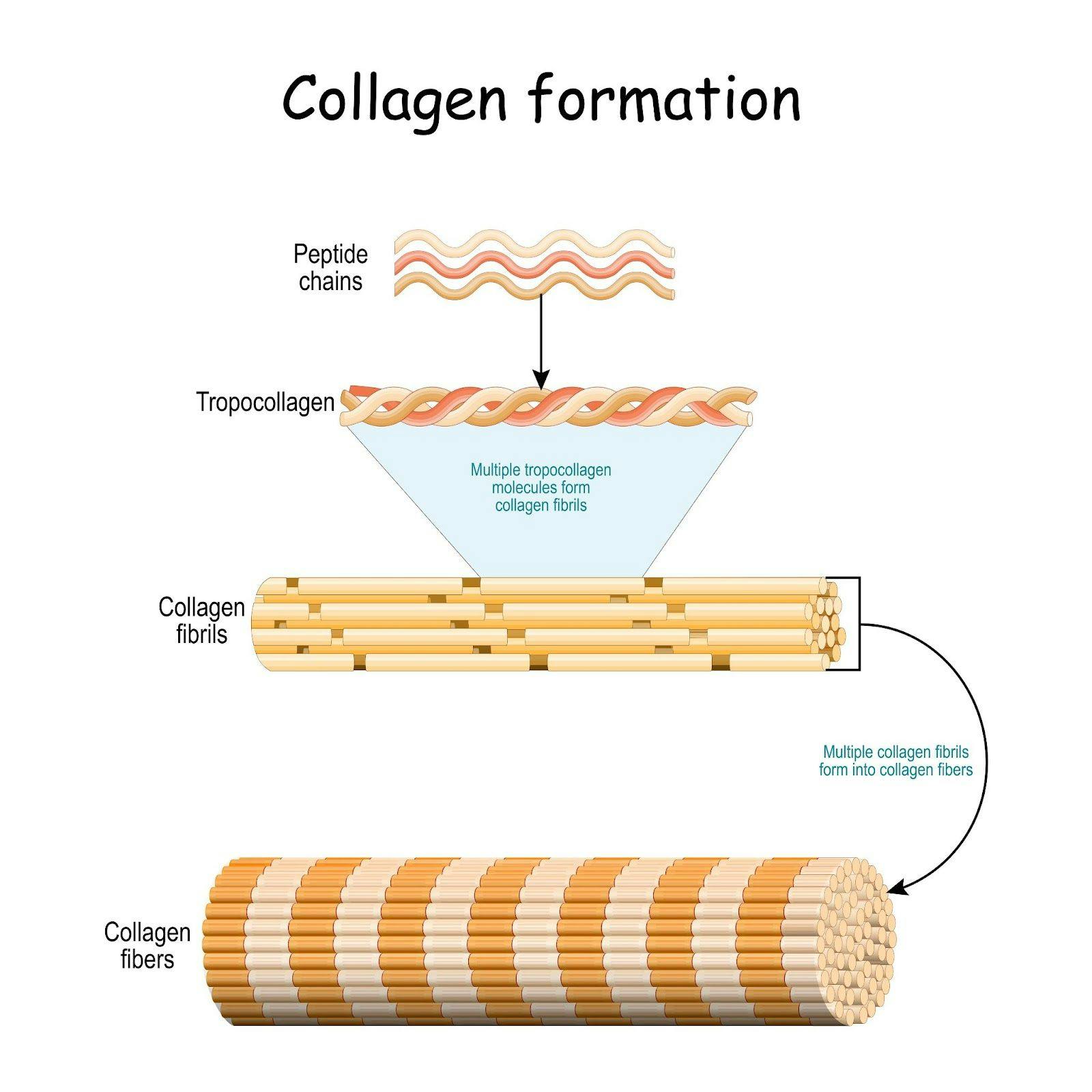 Arrangement of Collagen Molecules into Fibers- Tropocollagen and Fibril Formation