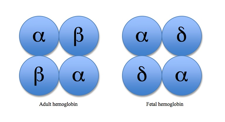 A diagram showing the difference between adult haemoglobin and fetal haemoglobin.