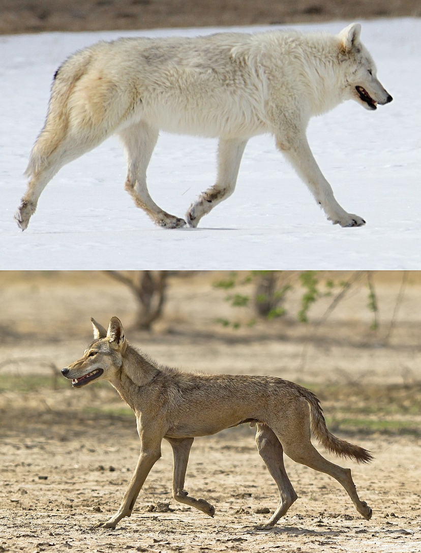 An example of Bergmann's rule, individuals of a species are larger in colder climates.