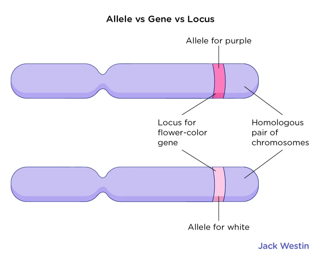 Genes, locus and allele 