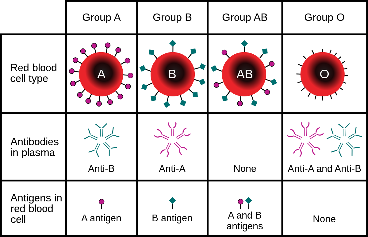 Human ABO blood group system 