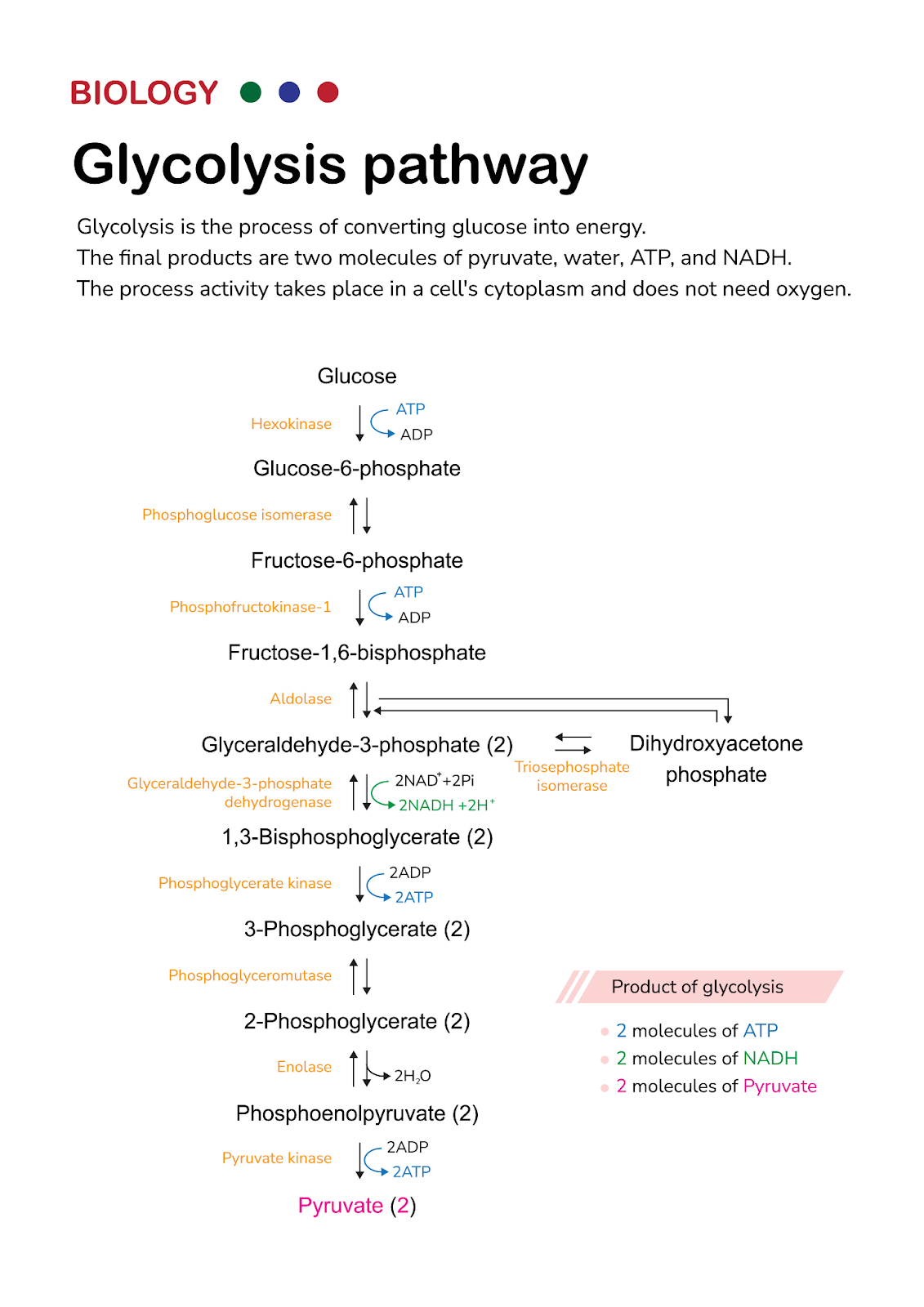 A diagram showing the steps involved in glycolysis.