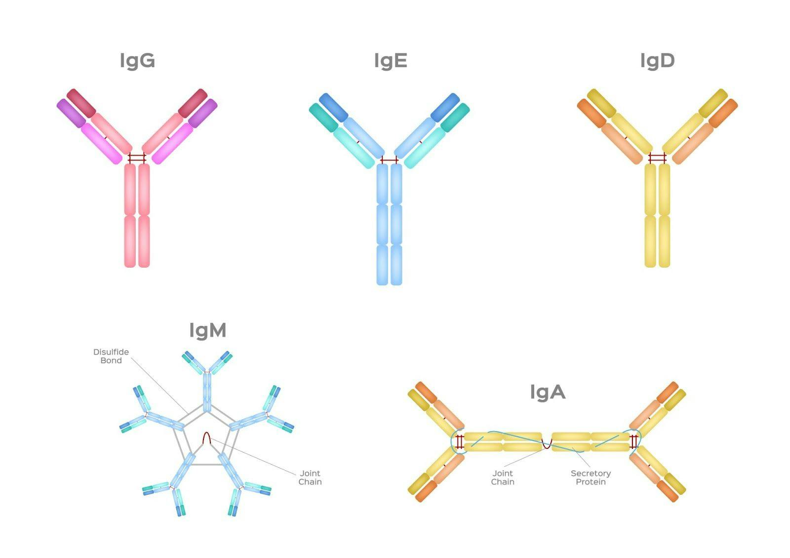 Immunoglobulins/antibodies types and structures
