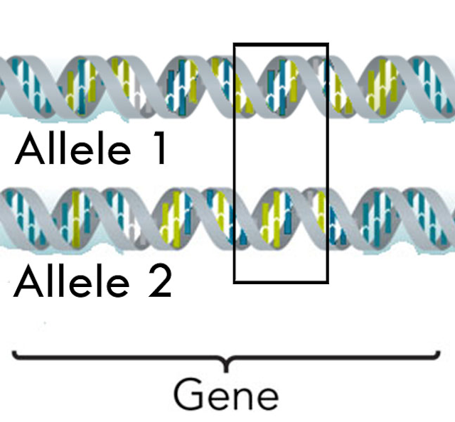 Diagram showing gene and alleles 