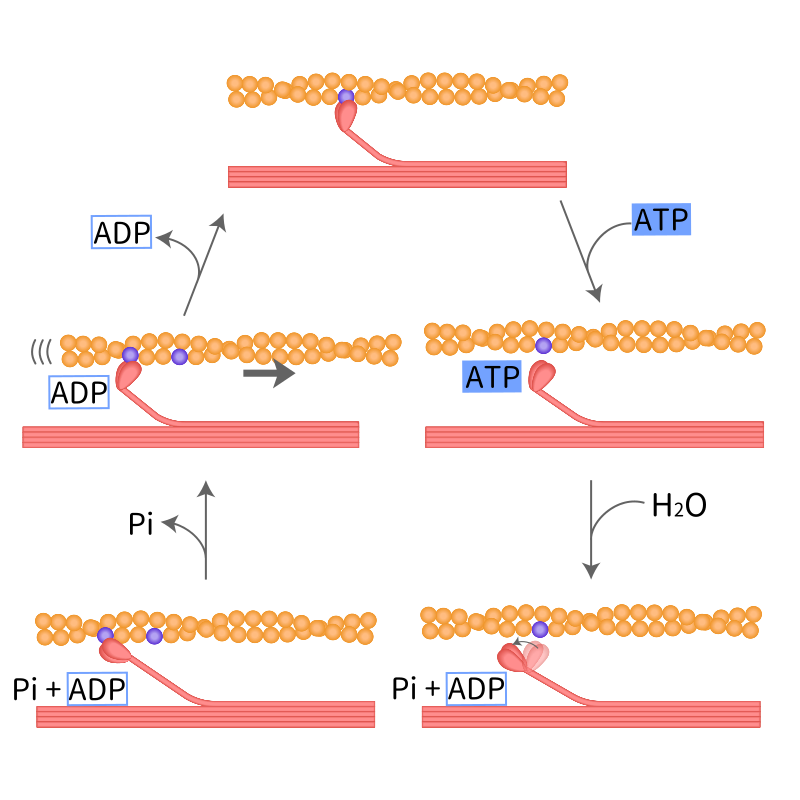 Diagram showing skeletal muscle contraction