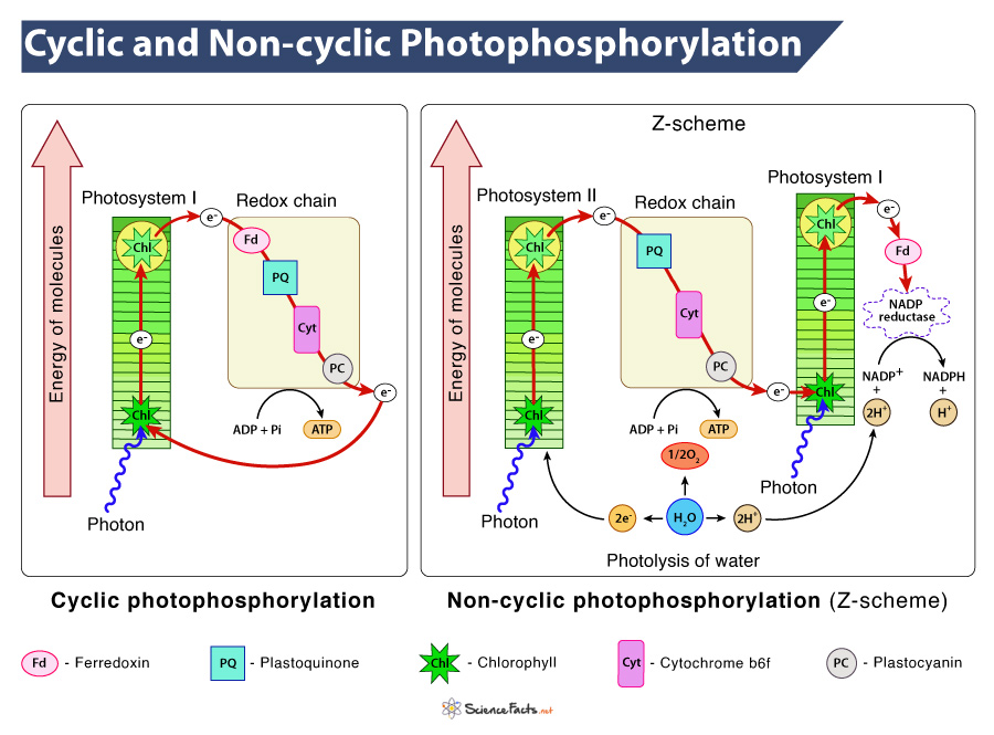 A diagram showing cyclic and non-cyclic photophosphorylation.