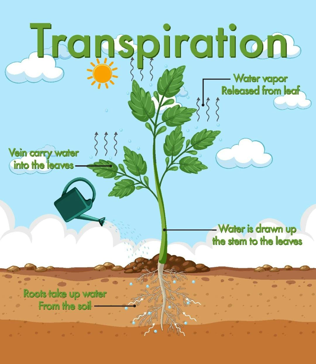 Process of Transpiration in plants 