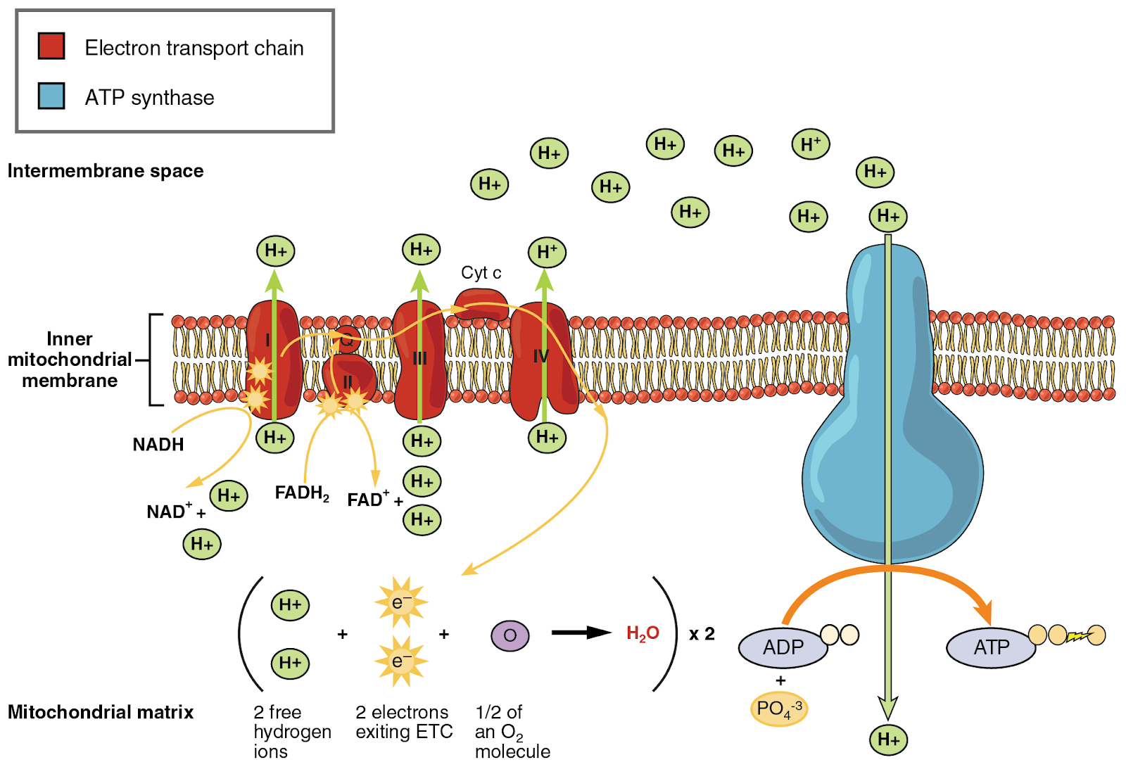 A detailed diagram of the electron transport chain (ETC).