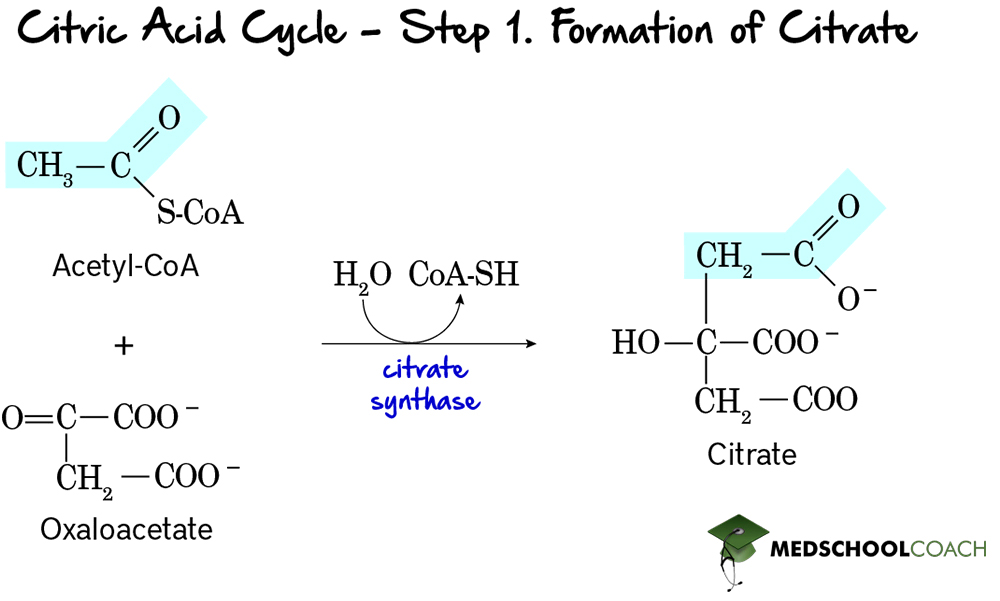 The Krebs cycle/ the citric acid cycle step 1 