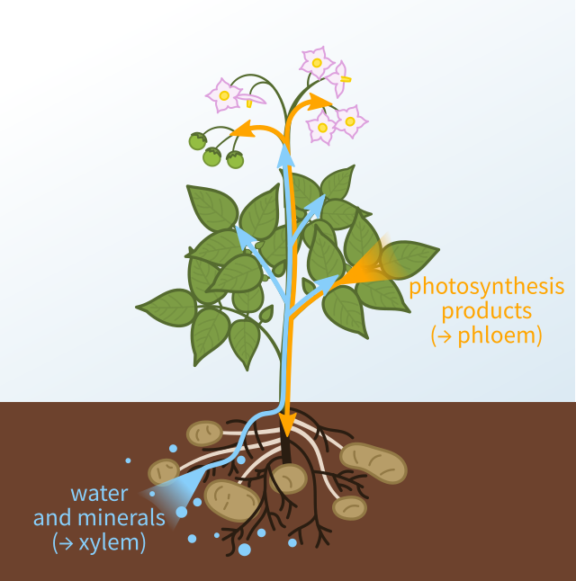 Transport of dissolved minerals in plants 