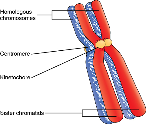 Structure of Homologous chromosomes