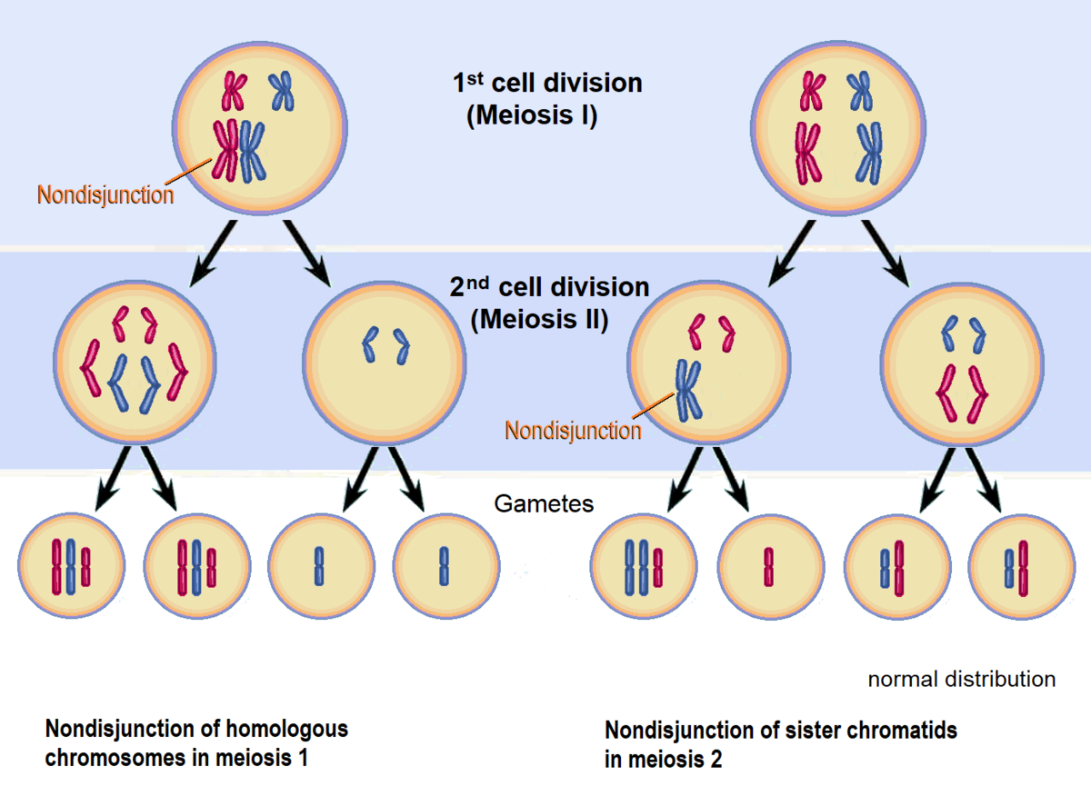 Non-disjunction- Errors in the separation of chromosomes leading to trisomy or monosomy